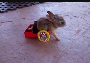 Школьник создал инвалидную тележку для парализованного крольчонка