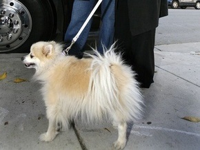 Койот съел любимую собаку Оззи Осборна