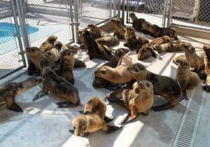 Новости США - экологическая катастрофа: В Калифорнии на пляж выбросились сотни детенышей морских львов