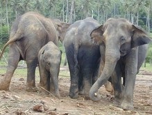 Украинские зоологи отправились на Шри-Ланку спасать слонов