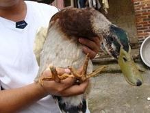 Китайский фермер обнаружил утку-мутанта