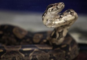 Ученые обнаружили у змей случаи непорочного зачатия