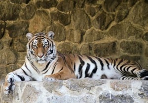 В Киевском зоопарке умер амурский тигр