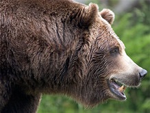 На Камчатке медведь задрал двух геологов