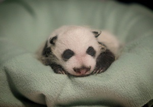 Новости науки: В Китае родились двое гигантских панд