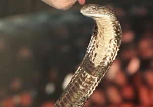 В Китае с подпольной фермы по выращиванию змей расползлись 160 кобр