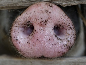 Украина запретила импорт российских свиней
