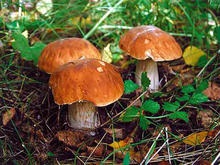 Перед тем как идти за грибами, стоит вспомнить о правилах безопасности