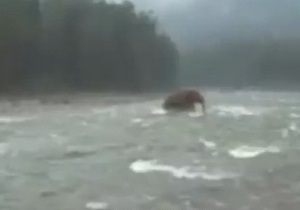Британские СМИ опубликовали видео с мамонтом, переходящим реку на Чукотке