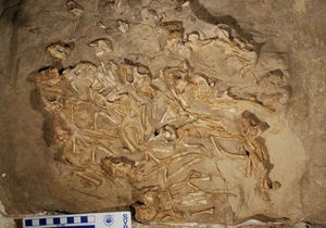 В Монголии обнаружили гнездо с окаменелыми останками детенышей динозавра