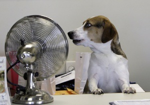 Сегодня отмечается Международный день с собаками на работе