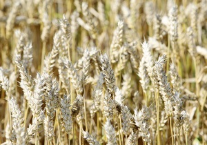 Ирак увеличит импорт зерна до рекордного уровня