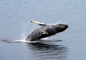 Экологи беспокоятся о судьбе горбатых китов в Австралии