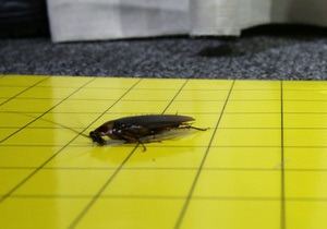 Тараканы научат роботов сохранять равновесие