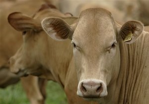 Канадцы рассказали украинским молочникам, как увеличить продуктивность коров