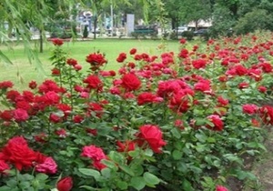 В Донецке иностранцы чаще всего фотографируют розы