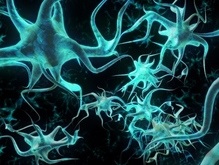 Ученые: Стволовые клетки могут заменять погибшие нейроны