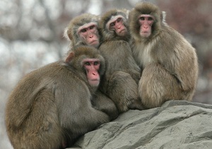 В зоопарке Караганды обезьяны в мороз согреваются вином