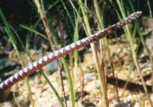 Вынашивая потомство от неудачной партнерши, самцы морских игл способны на аборт