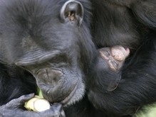 Зоологи: Шимпанзе снимают стресс с помощью объятий