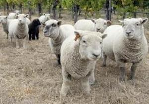 Поезд Москва-Париж столкнулся со стадом овец в Беларуси