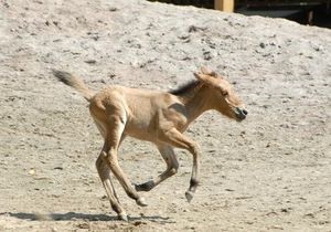 В киевском зоопарке родилась лошадь Пржевальского