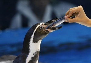 В Японии сбежавшему из аквапарка пингвину дадут имя