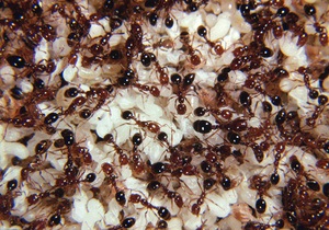 У муравьев нашли социальный суперген