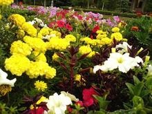 Жители Минcка ежегодно воруют около 10% цветов