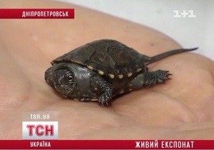 В зоологическом музее Днепропетровска из экспонатов вылупились черепахи