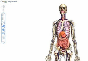 Google создал трехмерную анатомическую модель человеческого организма