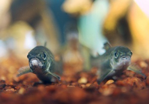 Жирная рыба снижает риск развития рака печени
