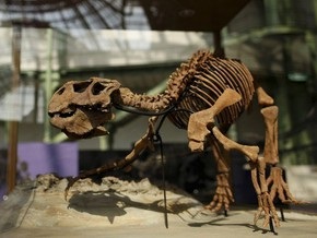 Исследование: Динозавры могли быть теплокровными