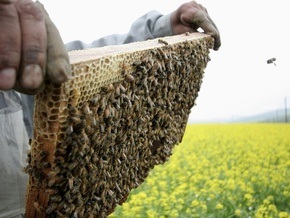 В США по неизвестным причинам массово гибнут медоносные пчелы