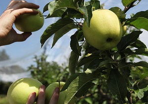 Корреспондент: Каждое пятое яблоко, съеденное украинцем, привезено из Европы
