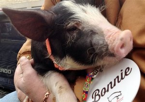 В США на фестивале бекона помиловали свинью