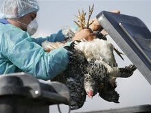 В Крыму началось уничтожение павшей птицы