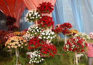 Новости Киева - цветы - В Киеве посадят 15 миллионов цветов, которые специально вырастили в теплице