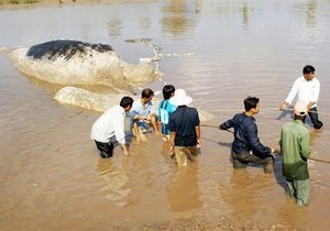 Тысячи вьетнамцев пришли проститься с погибшим китом