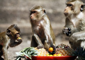 В США представили первую рекламу для обезьян