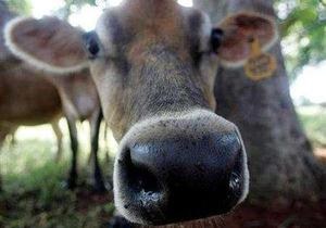 Поголовье коров в Новой Зеландии превысило численность населения