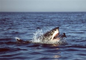 Минздрав Египта подтвердил, что от укусов акулы пострадал один украинец