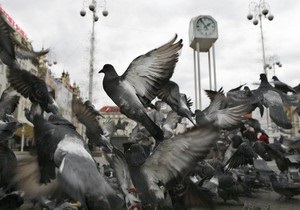 Почтовые голуби оказались быстрее интернета