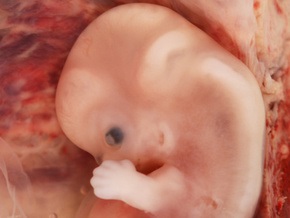 В Британии могут разрешить использовать эмбрионы для выращивания органов