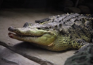 Трехметровый крокодил прогулялся по улицам Франкфурта