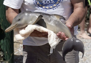 В харьковском дельфинарии родился детеныш дельфина