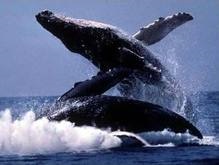 Ученые: Детеныши китов умеют разговаривать