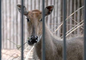Мэрия намерена вернуть киевский зверинец в Международную ассоциацию зоопарков