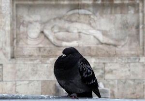 В Аргентине чиновник потерял работу из-за предложения кормить школьников голубями