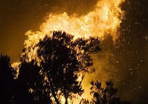 В Полтавской области сгорел лес площадью 22 га